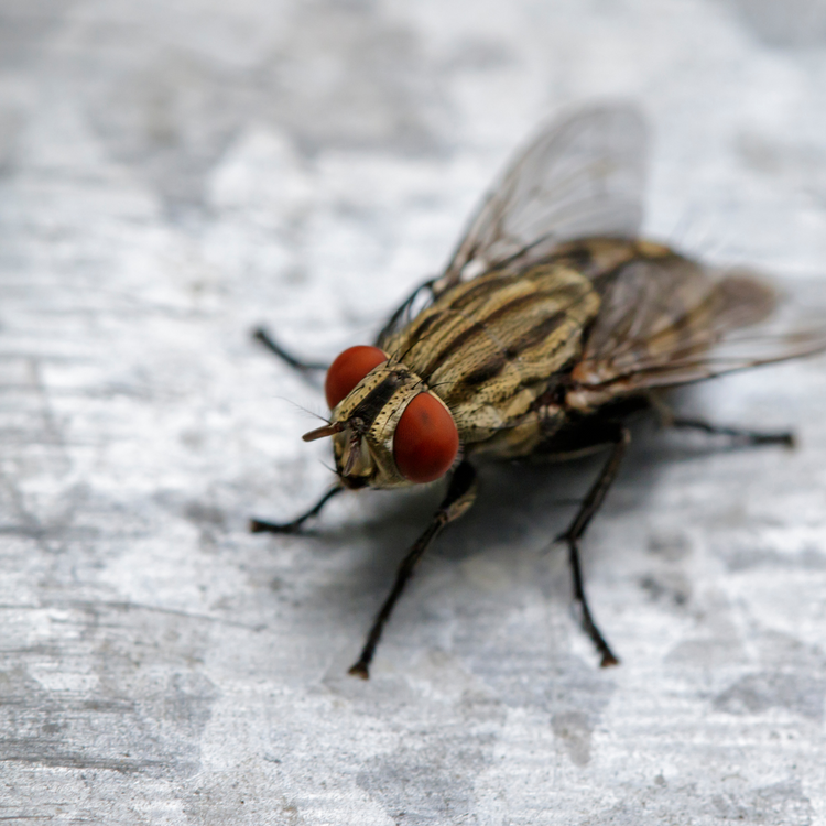 Insektsbekämpning