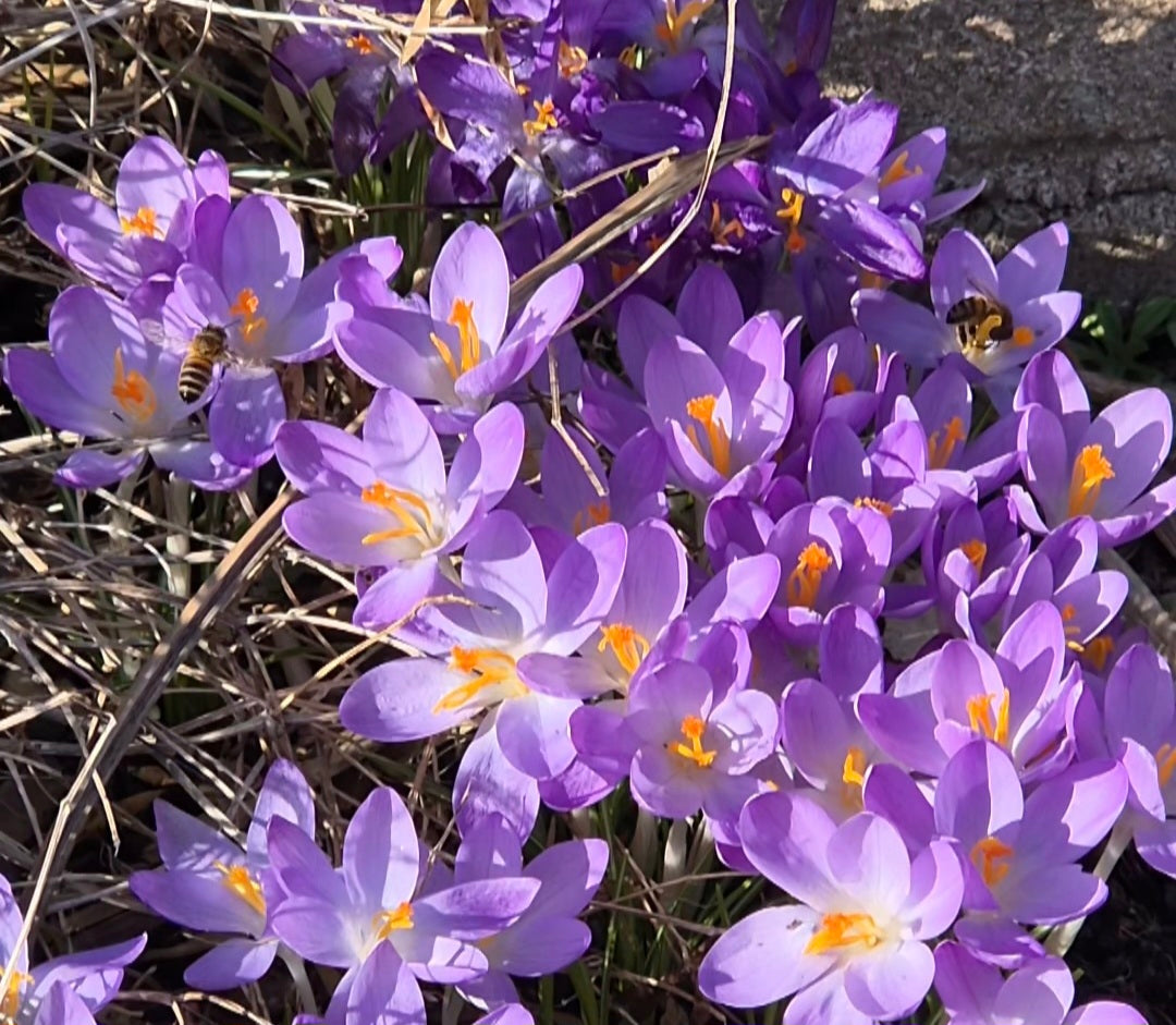 Våren är här – Krokusar och honungsbin väcker liv i naturen